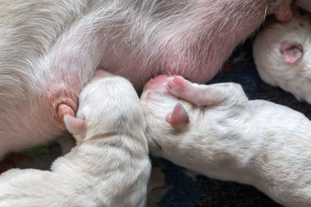 Labrador puppyの写真素材