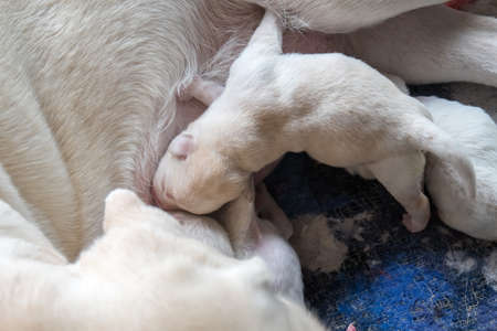 Labrador puppyの写真素材