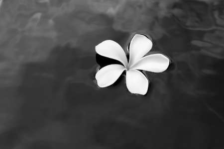 Plumeria on waterの写真素材