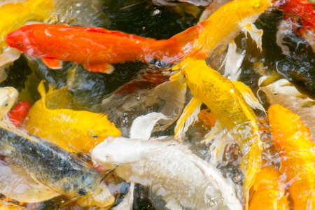 Koi close up