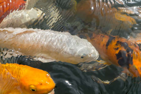 Koi close upの写真素材