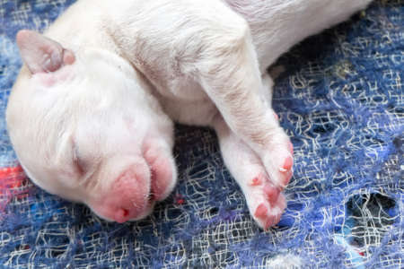 Labrador puppyの写真素材