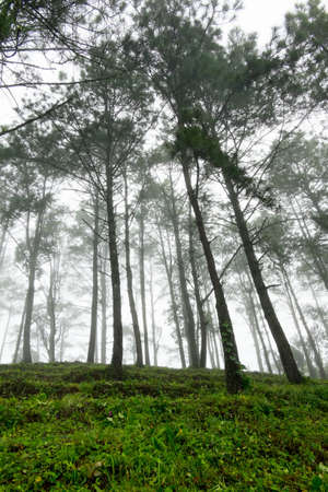 misty forest