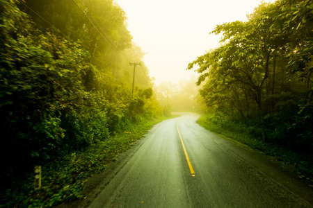 misty forestの写真素材