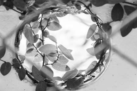 Black Leafの写真素材