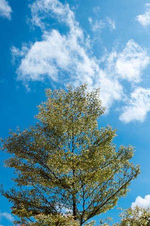 tree Topの写真素材