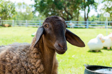 sheep farm