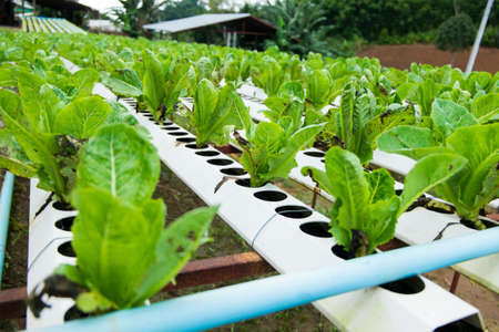 Growing vegetables without soilの写真素材
