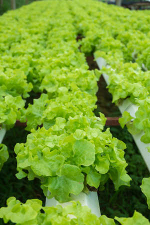 Growing vegetables without soilの写真素材