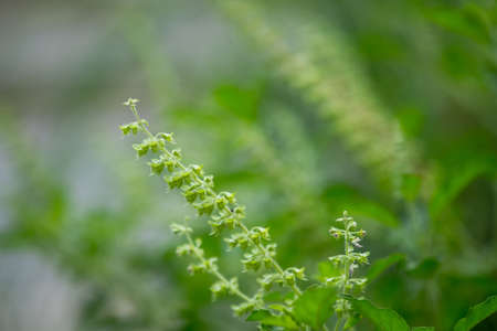 Basilの写真素材