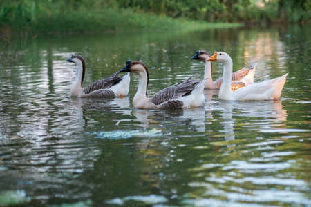 geeseの写真素材