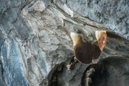 Honeycombの写真素材