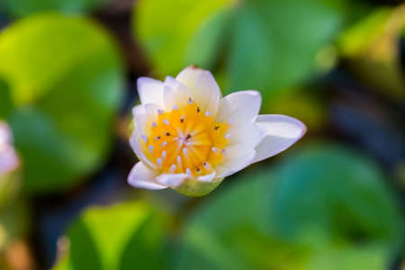 lotusの写真素材