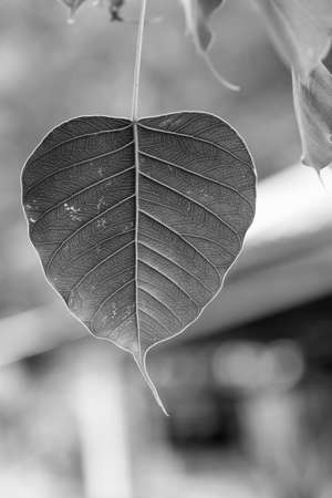 leafの写真素材