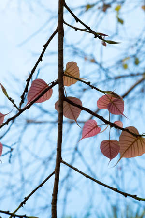 tree shadeの写真素材