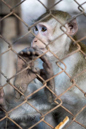 Monkey in cageの写真素材