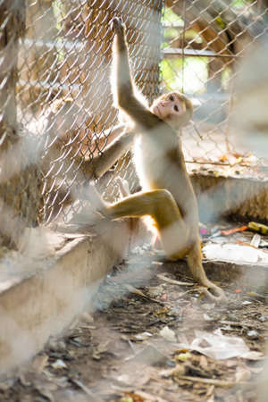 Monkey in cage