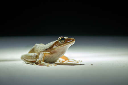 frog On a white backgroundの写真素材