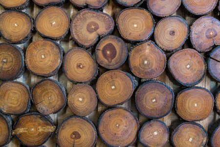 The stumpの写真素材