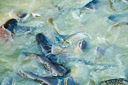 Fish farmingの写真素材