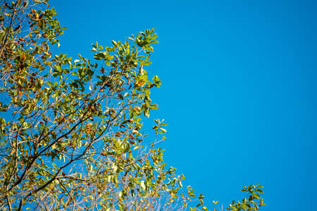 Autumn skyの写真素材