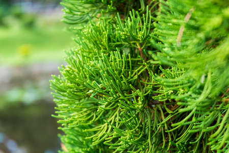 Leaf shootsの写真素材