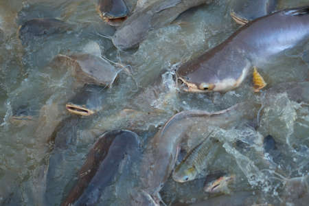 Fish farming