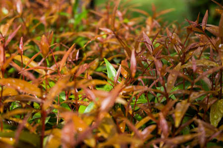 Leaf shoots