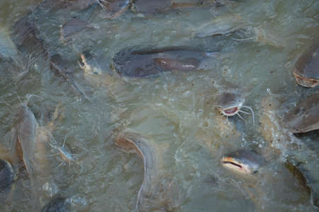 Fish farmingの写真素材