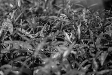 Leaf shootsの写真素材