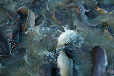 Fish farming