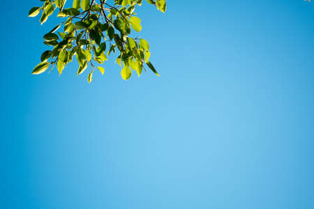 Autumn skyの写真素材