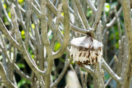 wasp's nestの写真素材