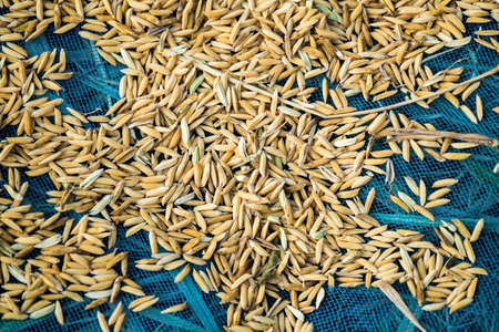 paddyの写真素材