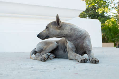 Thailand Dogの写真素材