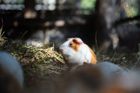 guinea pig