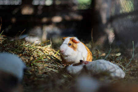 guinea pigの写真素材