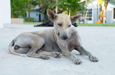 Thailand Dogの写真素材