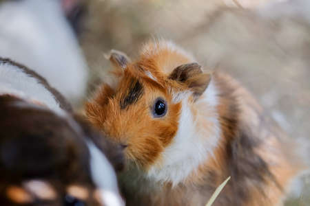 guinea pig