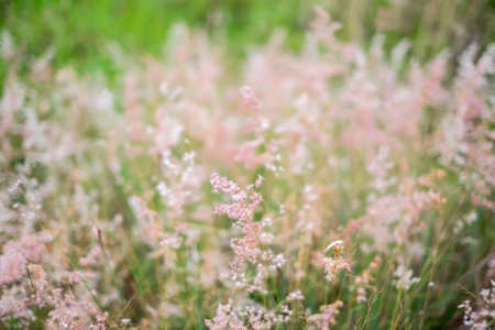 Prairie grass