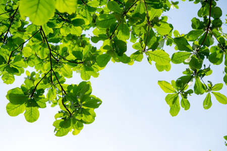 Autumn Skyの写真素材