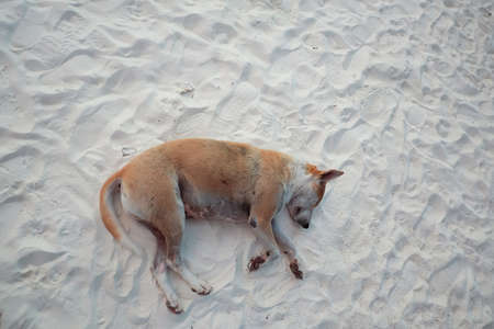 dog Ocean Beachの写真素材