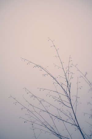 Prairie grassの写真素材