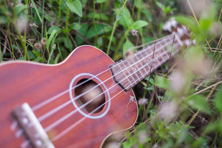 Ukuleleの写真素材