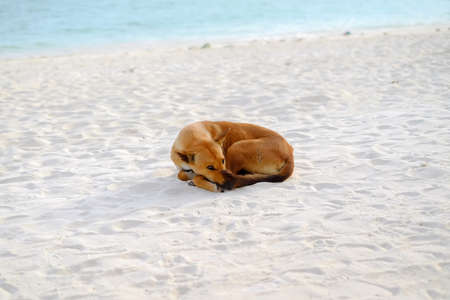 dog Ocean Beachの写真素材