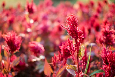 Prairie grassの写真素材