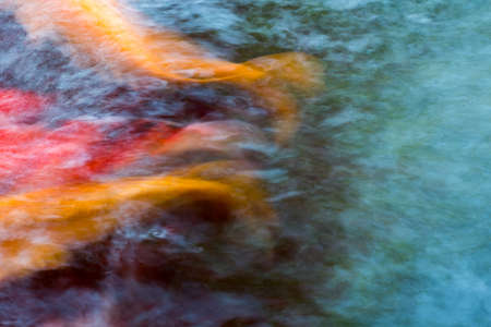 Koi motionの写真素材