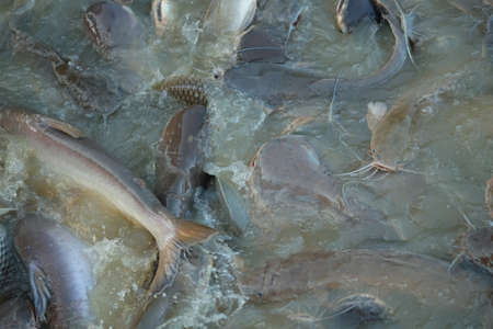 Fish farmingの写真素材