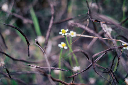 Prairie grassの写真素材