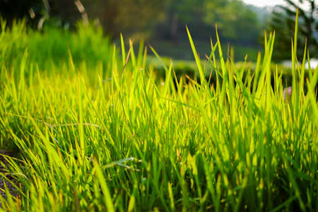 Prairie grassの写真素材